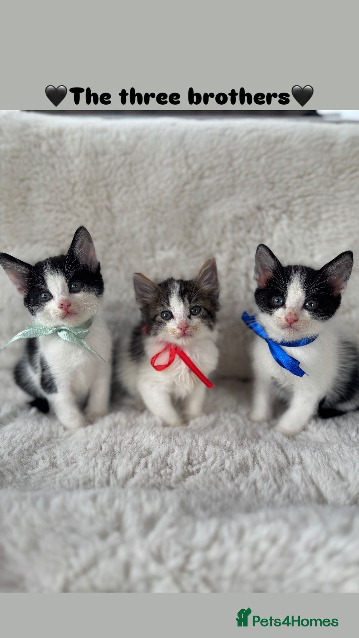 Mixed Breed cats BEAUTIFUL KITTENS FOR SALE!💕 - Advert 18