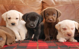 Labrador Retriever dogs for sale: Stunning Health Tested Labrador Puppies - Advert 8