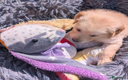 Golden Retriever dogs for sale: Fully vaccinated KC registered golden retriever  - Image 4