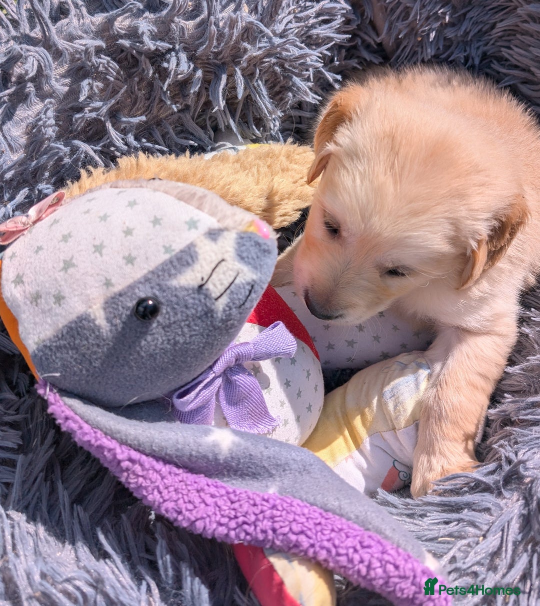 Golden Retriever dogs for sale: Fully vaccinated KC registered golden retriever  - Image 4