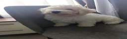 Bichon Frise dogs for sale: Bishon frise - Advert 32
