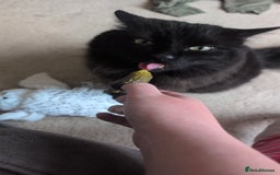 Maine Coon cats for sale: Maine coon cross looking for forever home - Image 3