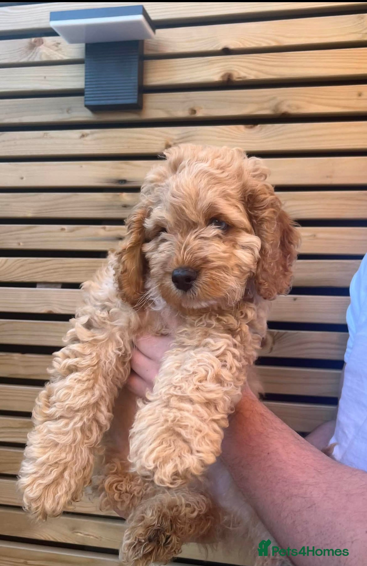 Cockapoo dogs Beautiful apricot boy - Advert 8