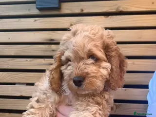 Cockapoo dogs Beautiful apricot boy - Advert 8