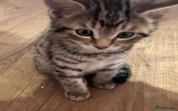 Bengal cats for sale: Gorgeous half bengal kittens for sale. READY NOW  - Image 8