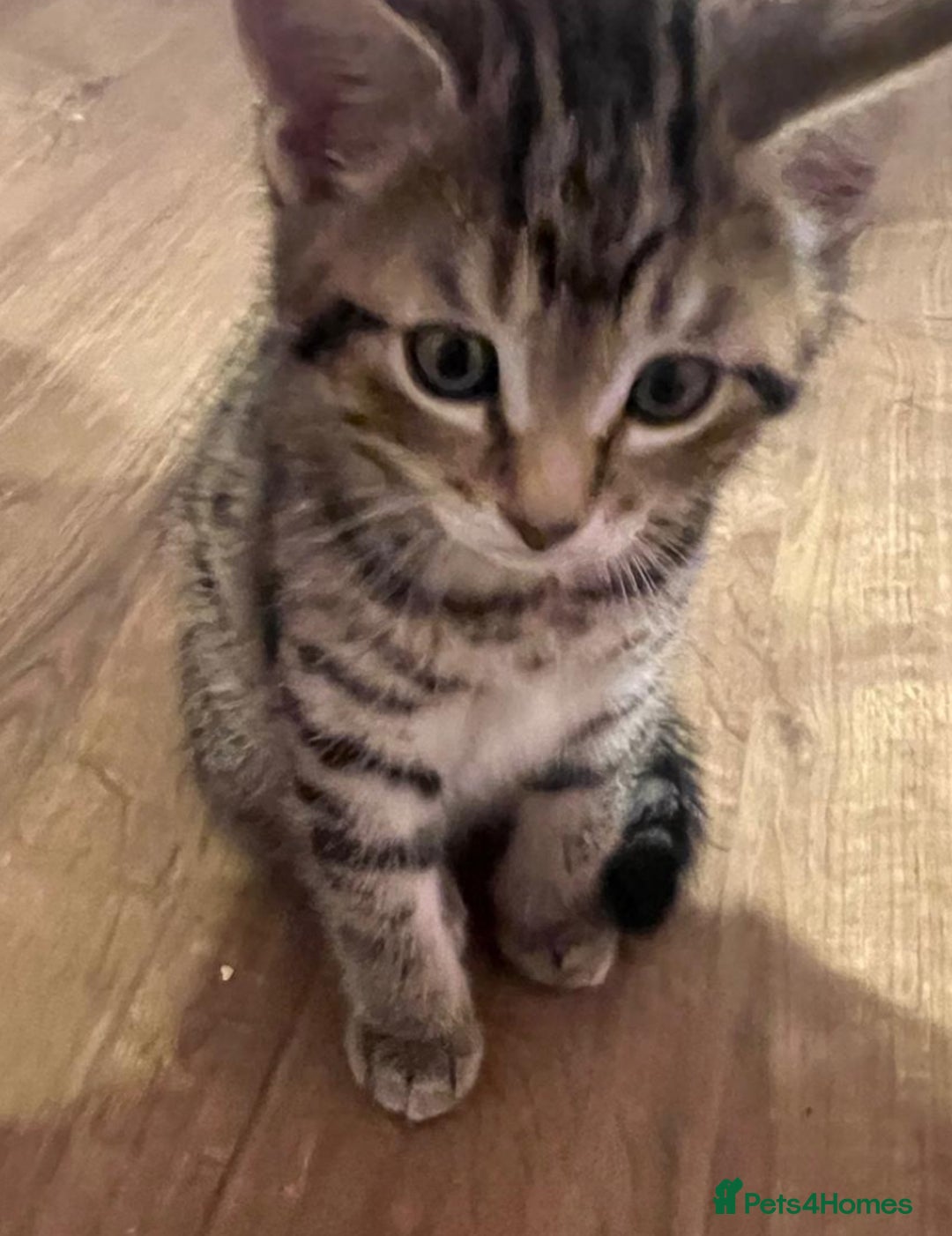 Bengal cats for sale: Gorgeous half bengal kittens for sale. READY NOW  - Image 8