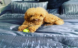 Toy Poodle dogs for stud: RED TOY POODLE KC REGISTERED PROVEN STUD in Derby - Image 4