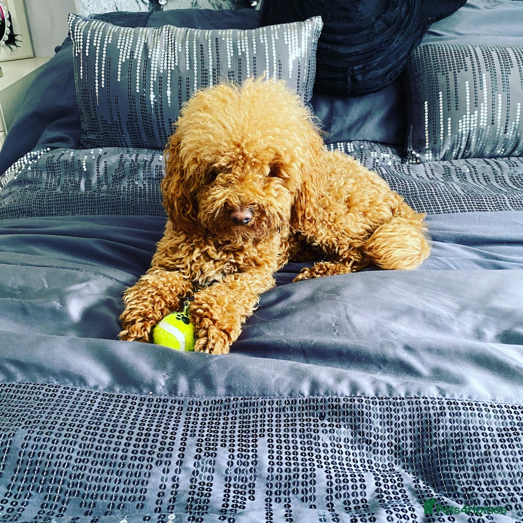 Toy Poodle dogs for stud: RED TOY POODLE KC REGISTERED PROVEN STUD in Derby - Image 4