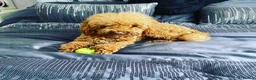 Toy Poodle dogs for stud: RED TOY POODLE KC REGISTERED PROVEN STUD in Derby - Advert 4