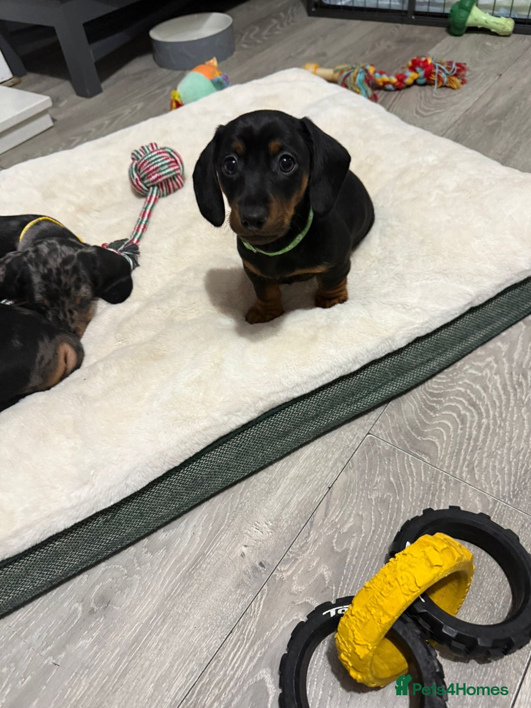 Miniature Dachshund dogs for sale: 8 Week Old Miniature Dachshund Puppies  - Advert 28