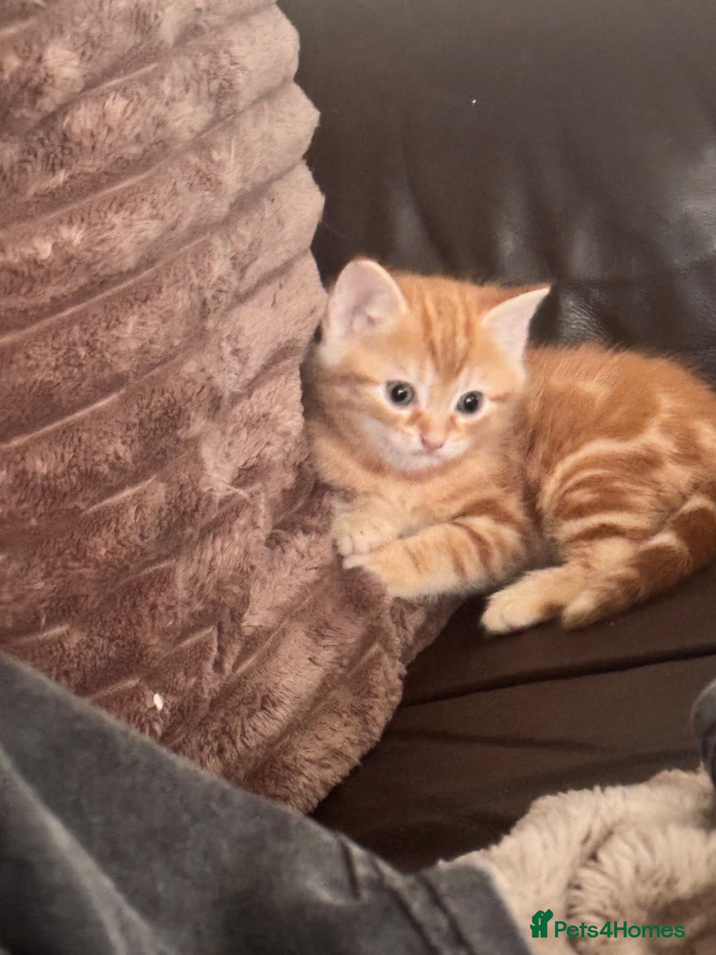 Mixed Breed cats for sale: Ginger male kitten - Advert 1