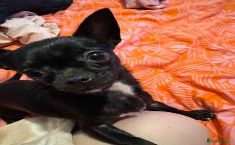 Chihuahua dogs - Advert 10