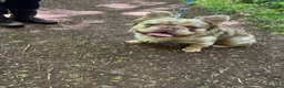 French Bulldog dogs for stud: Teddy 🧸 the Fluffy French bulldog  - Advert 4