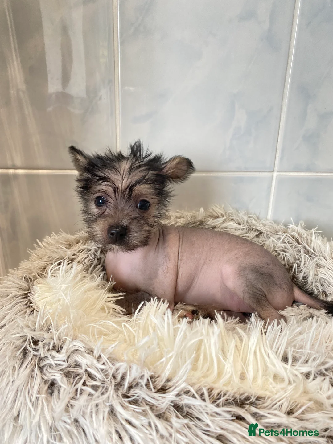 Chinese Crested dogs for sale: 💙💖Stunning Chinese crested ready now💖💙 - Advert 8