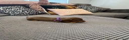 Dachshund dogs for sale: Beautiful littler of dachshund puppies  - Advert 3