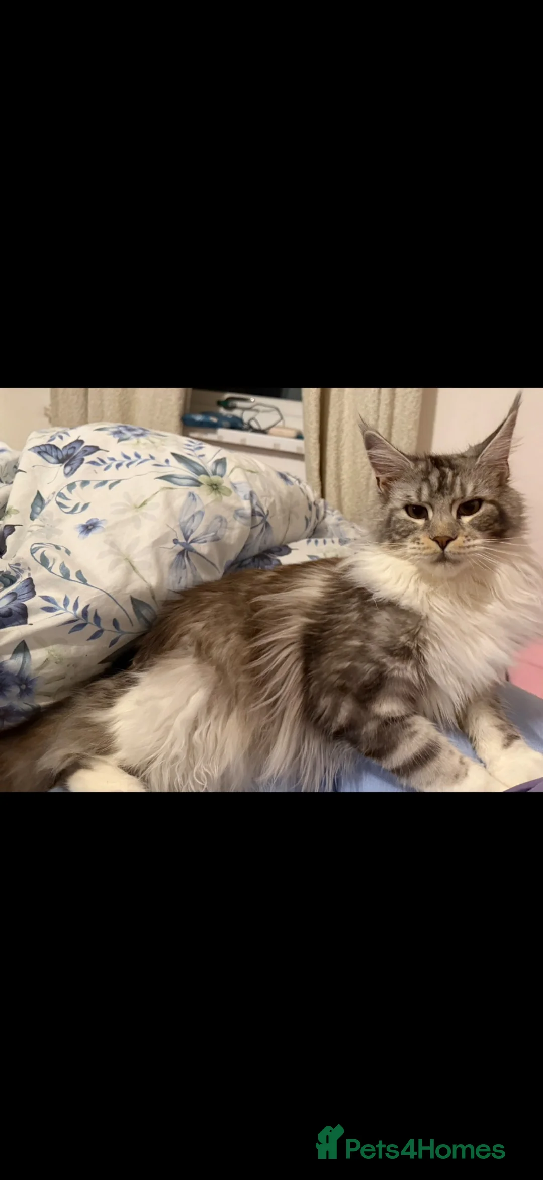 Mixed Breed cats for sale: Beautiful Maine coon x British shorthairs  - Advert 10