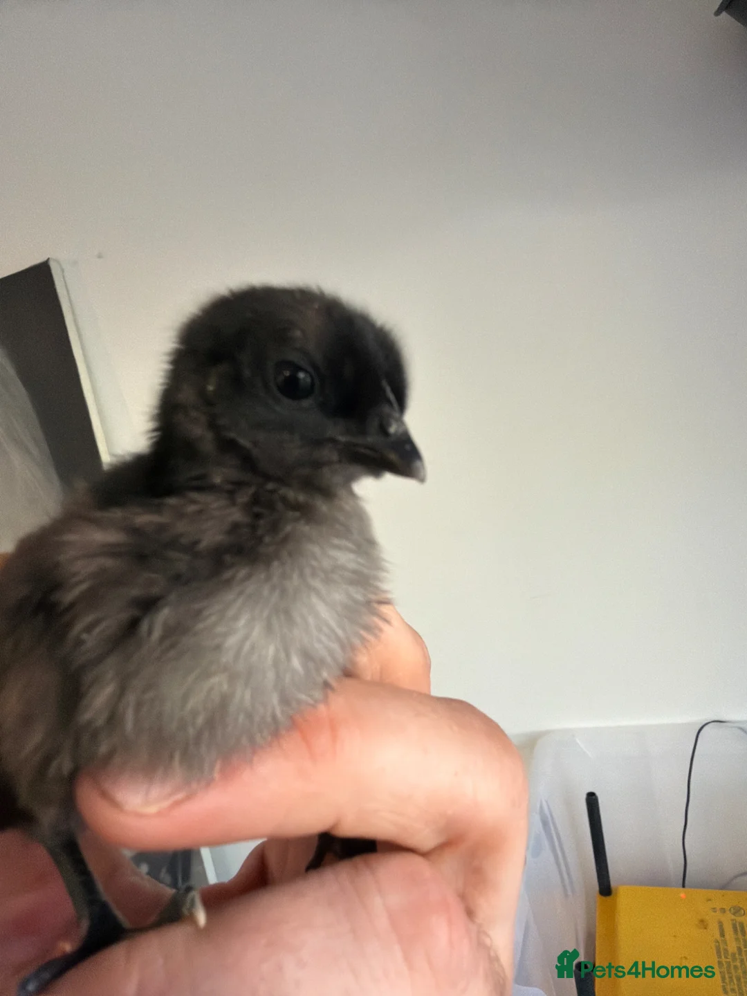 Chickens poultry for sale: Ayam cemani chicks  - Advert 2
