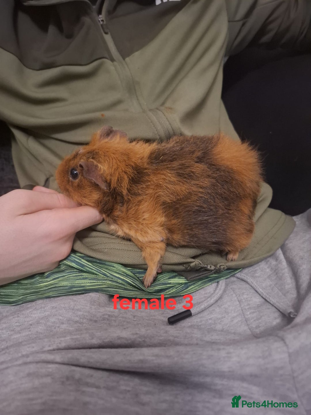 Guinea Pig rodents for sale: 13 guinea pigs mixed breed - Advert 15