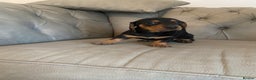 Miniature Dachshund dogs for sale: Miniture dachshund puppies  - Advert 15