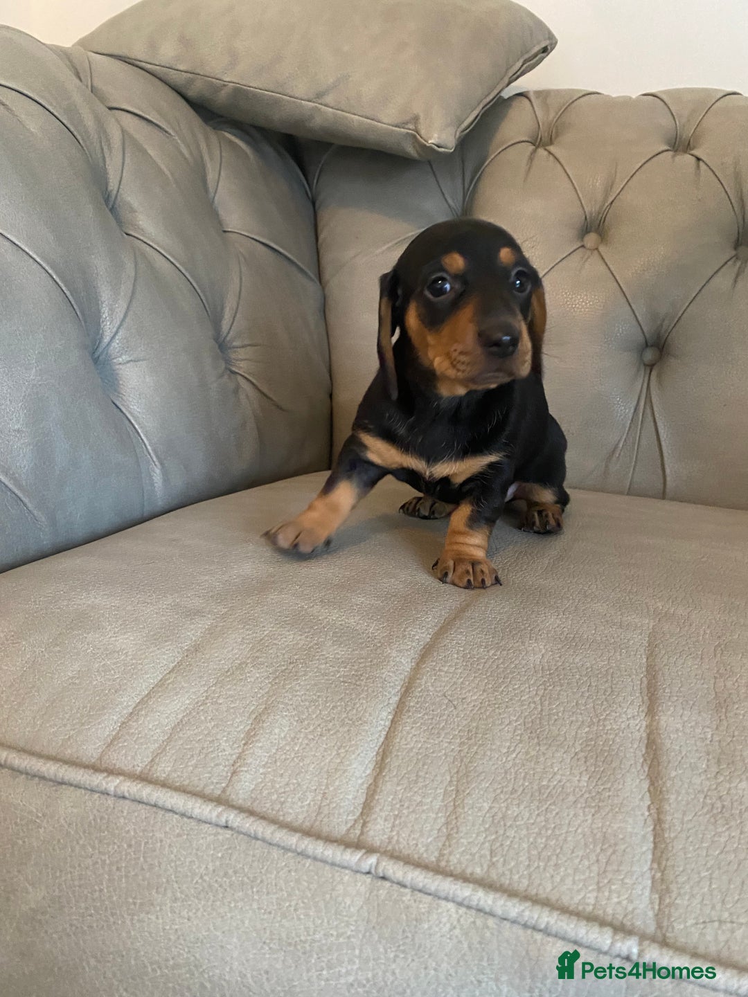 Miniature Dachshund dogs for sale: Miniture dachshund puppies  - Advert 15