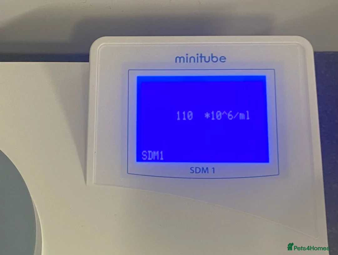 Boxer dogs for stud: For stud kc proven bobtail stunning boy in Telford - Advert 5