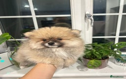 Pomeranian dogs for sale: 4 lovely Pomeranian Puppies for sale AVAILABLE NOW - Image 7