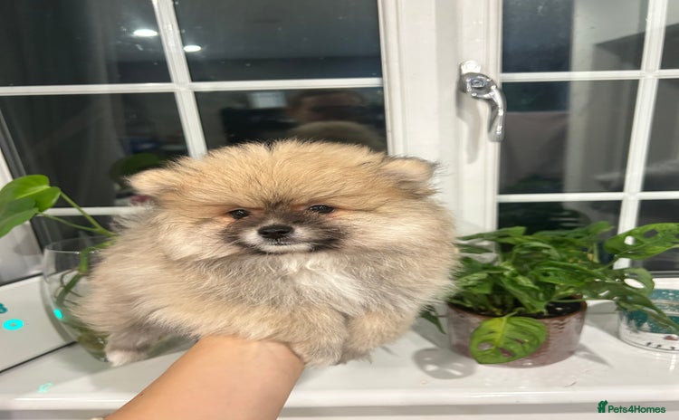 Pomeranian dogs - Advert 15