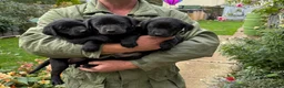 Labrador Retriever dogs for sale: Gorgeous litter of working labradors in Chipping Norton - Advert 1