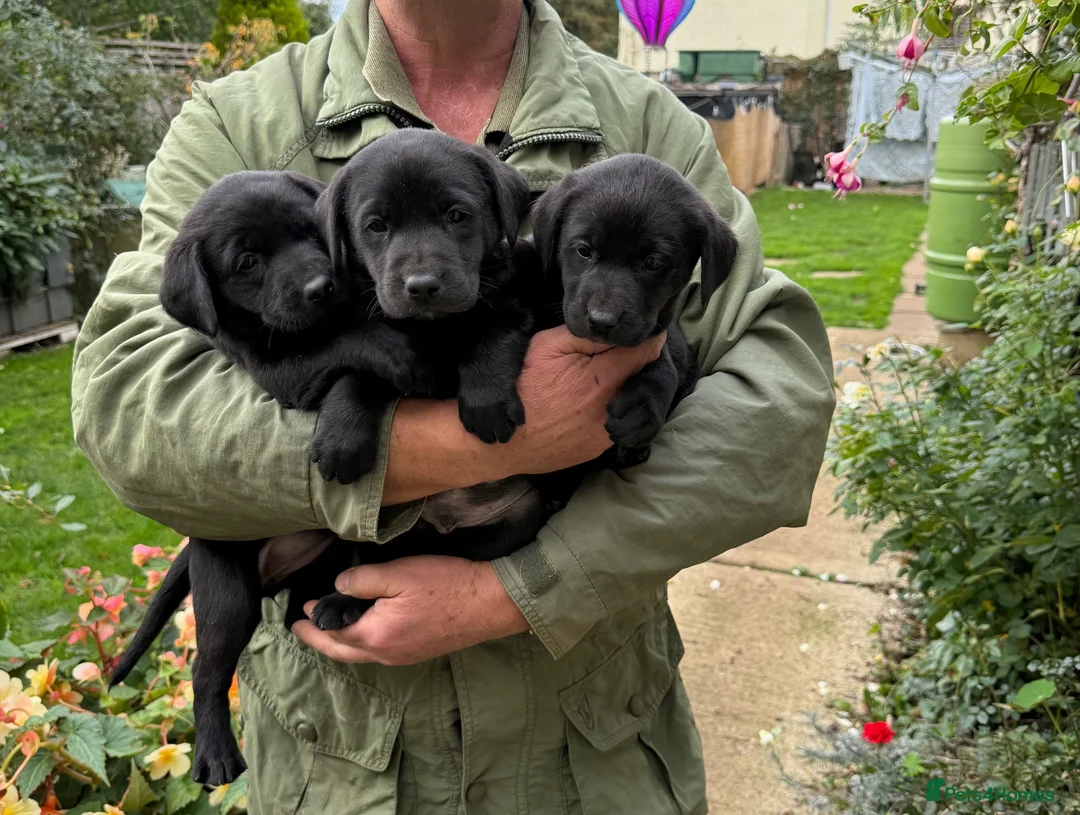 Labrador Retriever dogs for sale: Gorgeous litter of working labradors in Chipping Norton - Advert 1