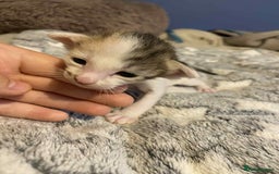 Oriental cats for sale:  GCCF Oriental Kittens For Sale - Image 17