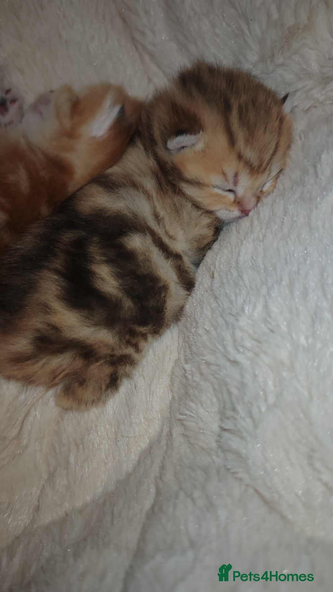 British Shorthair cats for sale: Stunning pedigree BSH Golden black Chinchilla  - Advert 2