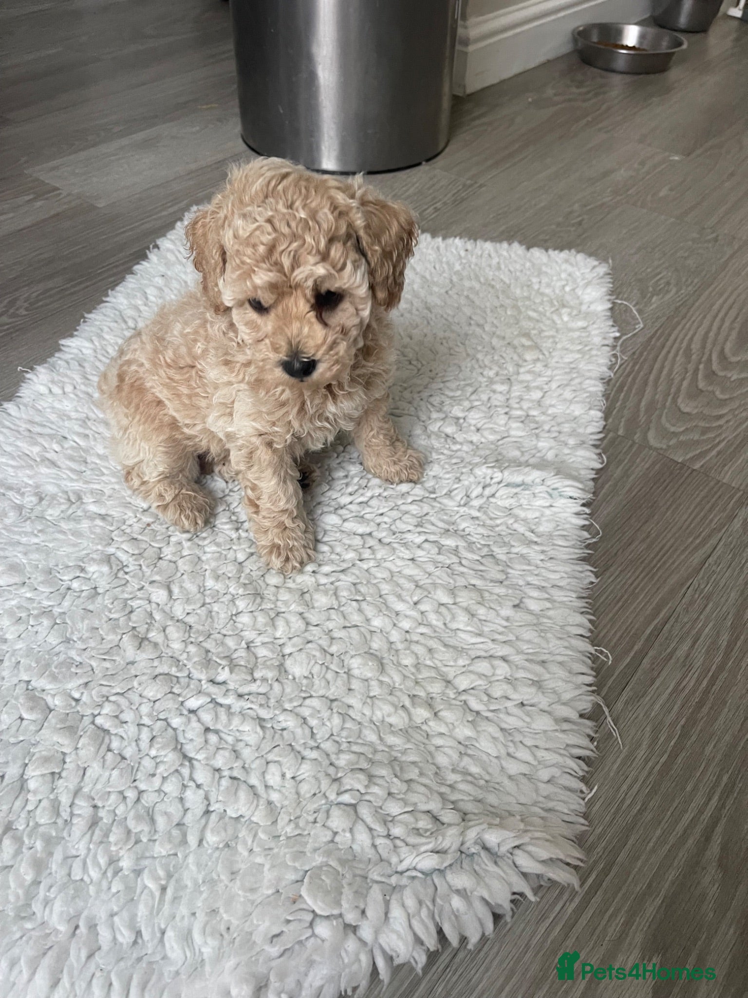Toy Poodle dogs PRA extensive health tested toy poodle puppy  - Advert 18