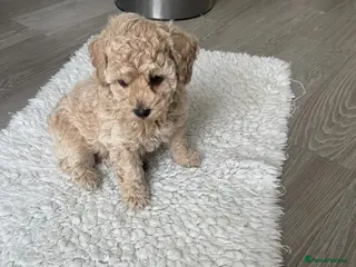 Toy Poodle dogs PRA extensive health tested toy poodle puppy - Advert 18