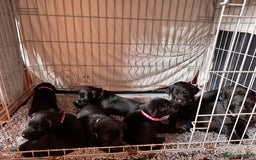 Springador dogs for sale: Springador puppies - Image 10
