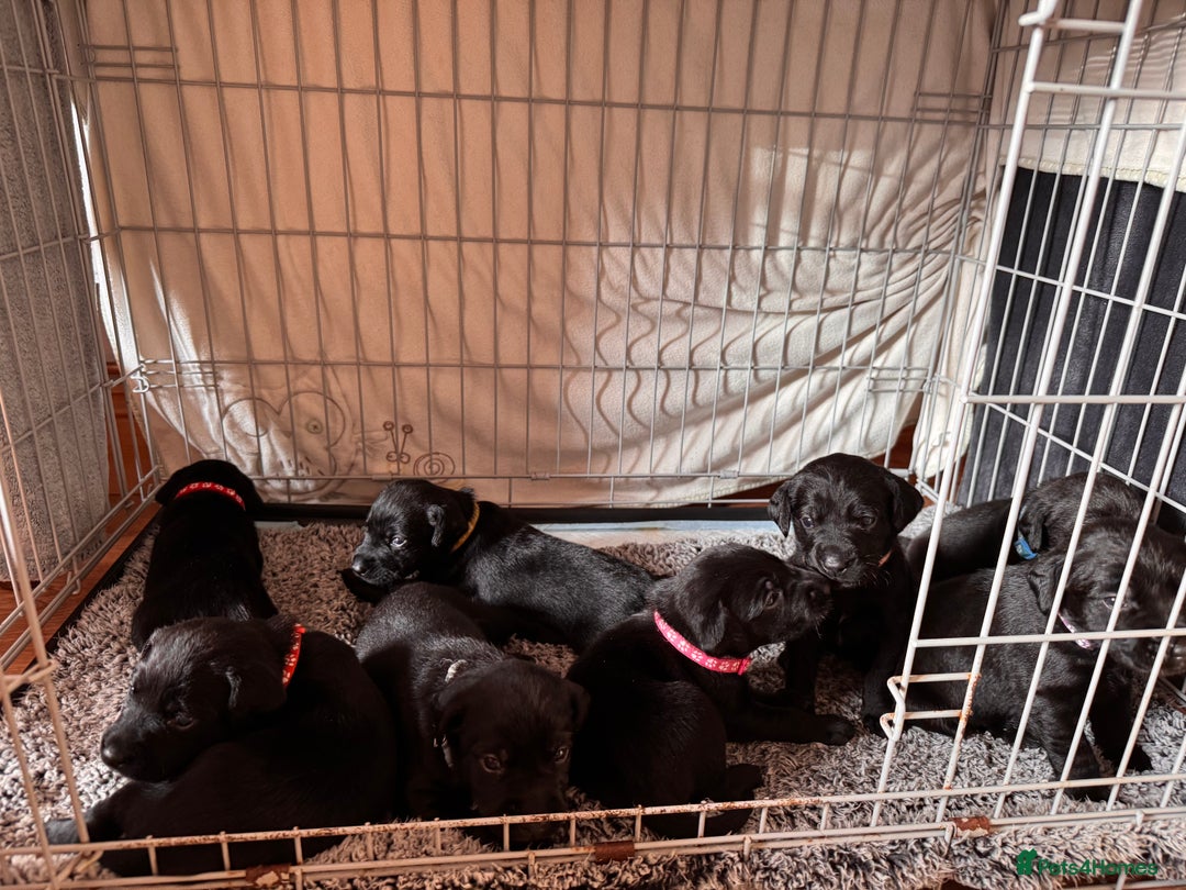 Springador dogs for sale: Springador puppies - Image 10