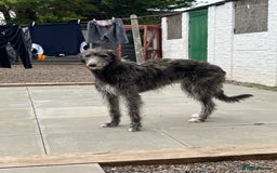 Deerhound dogs for sale: Deerhound puppies - Image 5
