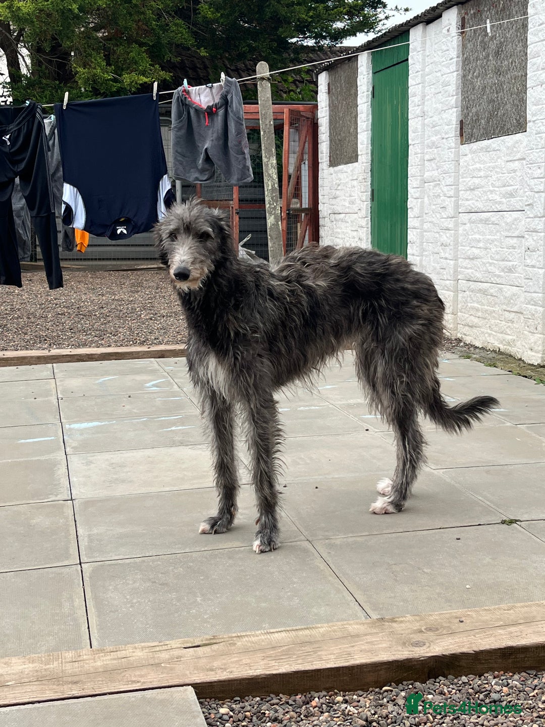 Deerhound dogs for sale: Deerhound puppies - Image 5