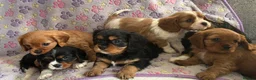 Cavalier King Charles Spaniel dogs for sale: Cavalier King Charles spaniel puppies❤️ - Advert 12