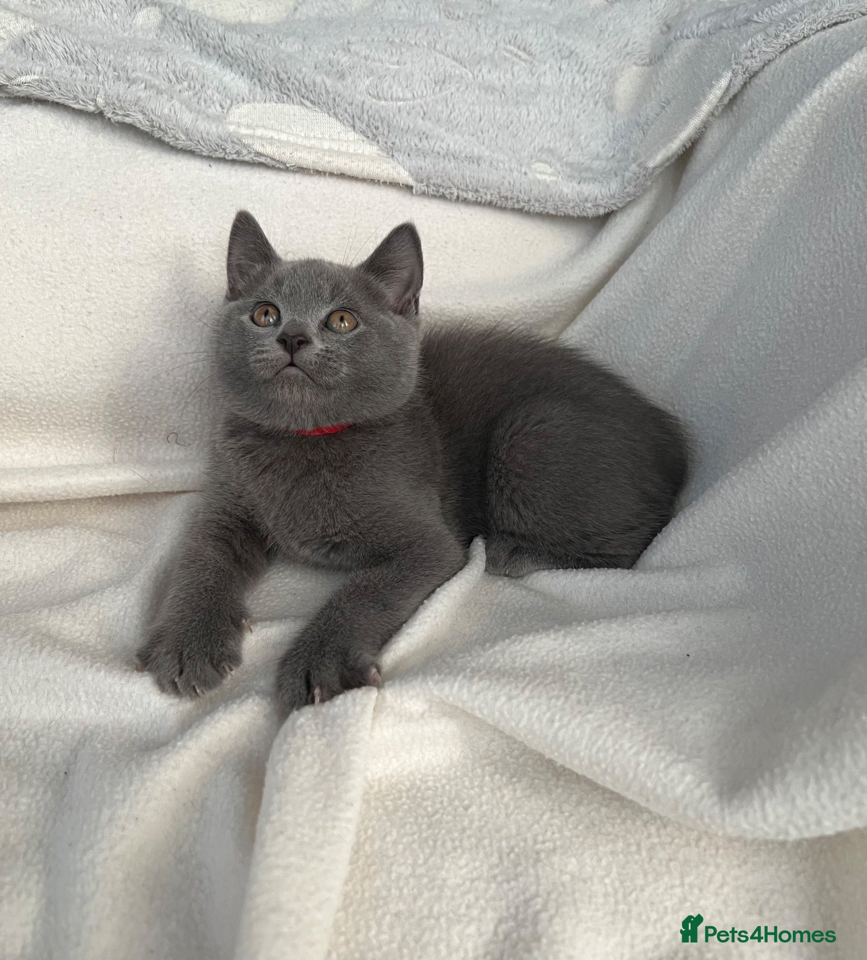 Mixed Breed cats British Shorthair& Russian Blue Kittens - Advert 4