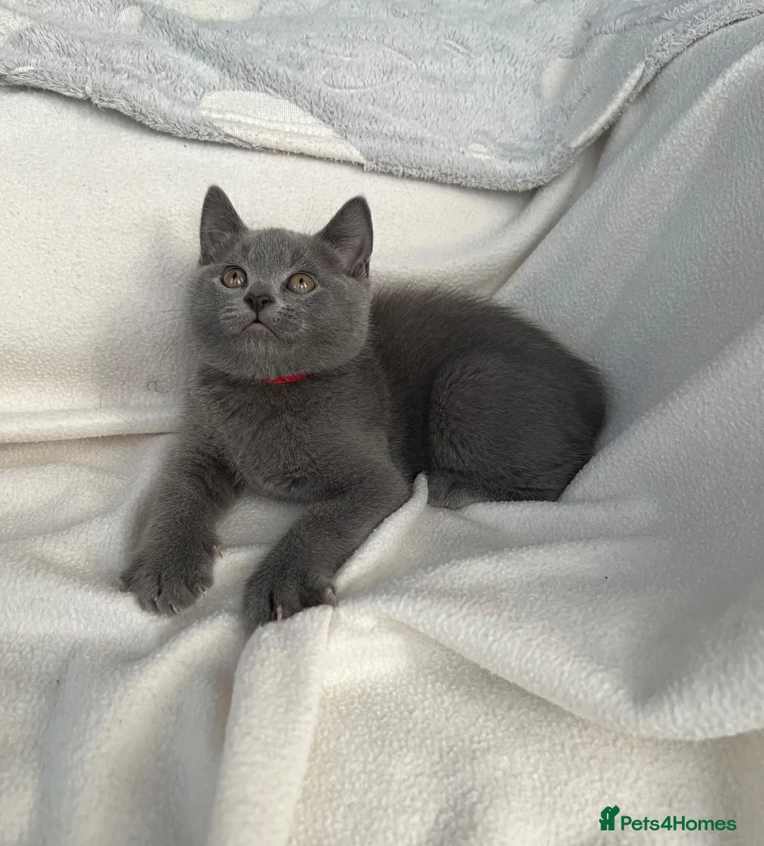 Mixed Breed cats for sale: British Shorthair& Russian Blue Kittens - Advert 1