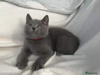 Mixed Breed cats British Shorthair& Russian Blue Kittens - Advert 1