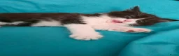 Mixed Breed cats for sale: Adorable Ragdoll Mix Kittens  - Advert 19