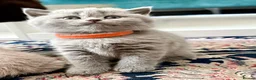 British Shorthair cats for sale: Exceptional BSH kittens  - Advert 8