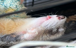 Ferret rodents for sale: Ferret Hobs (not housed together) - Image 5