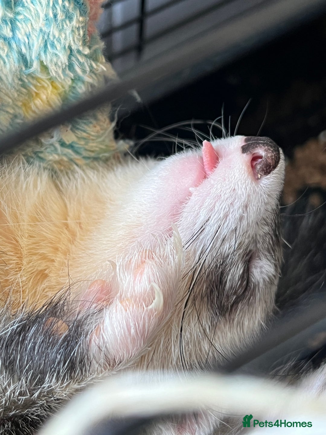 Ferret rodents for sale: Ferret Hobs (not housed together) - Image 5