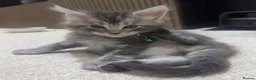 Maine Coon cats for sale: Pedagree GCCF Registered Maine Coon Kittens - Advert 7