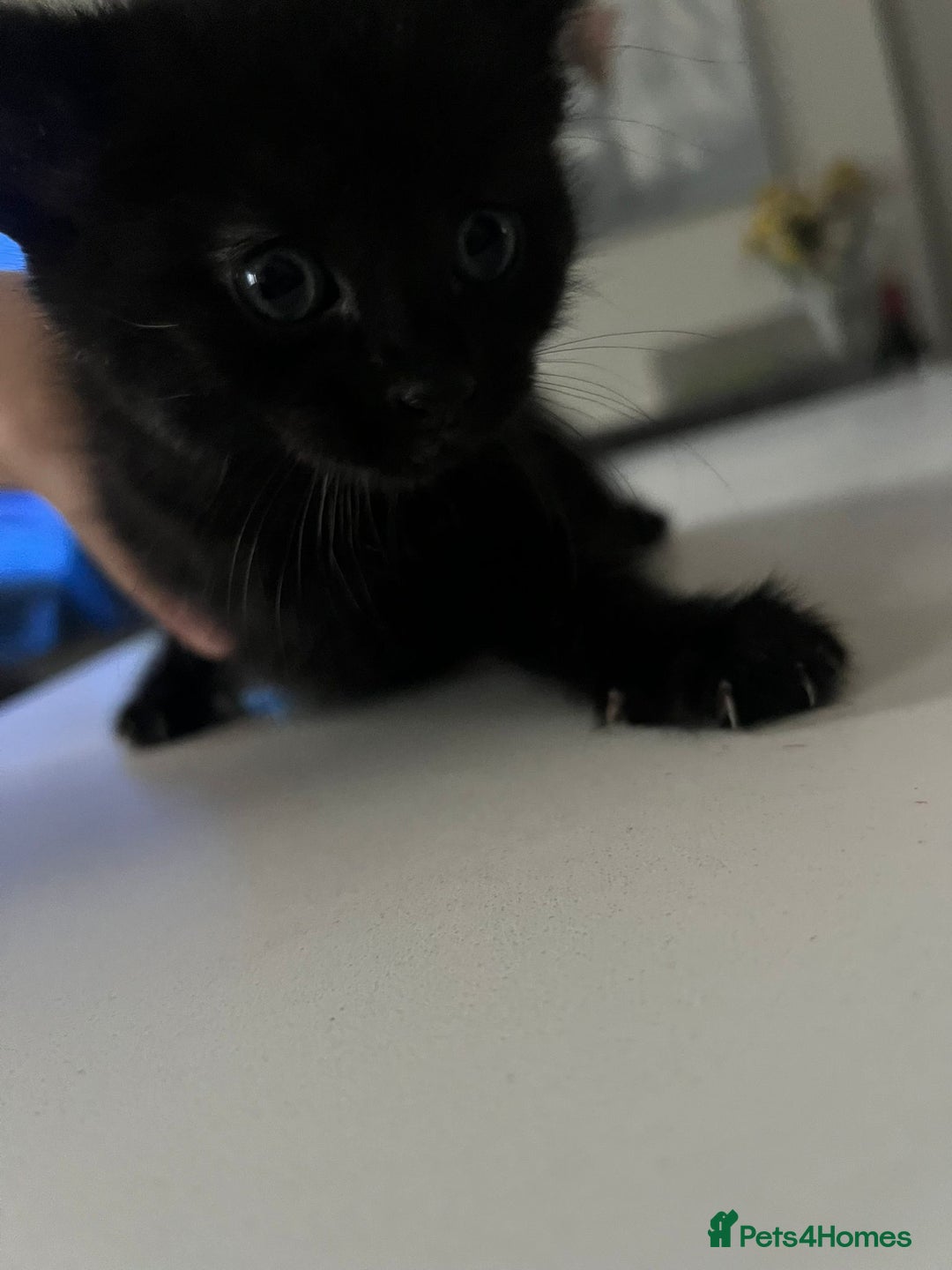 British Shorthair cats for sale: Selling cats  - Advert 3