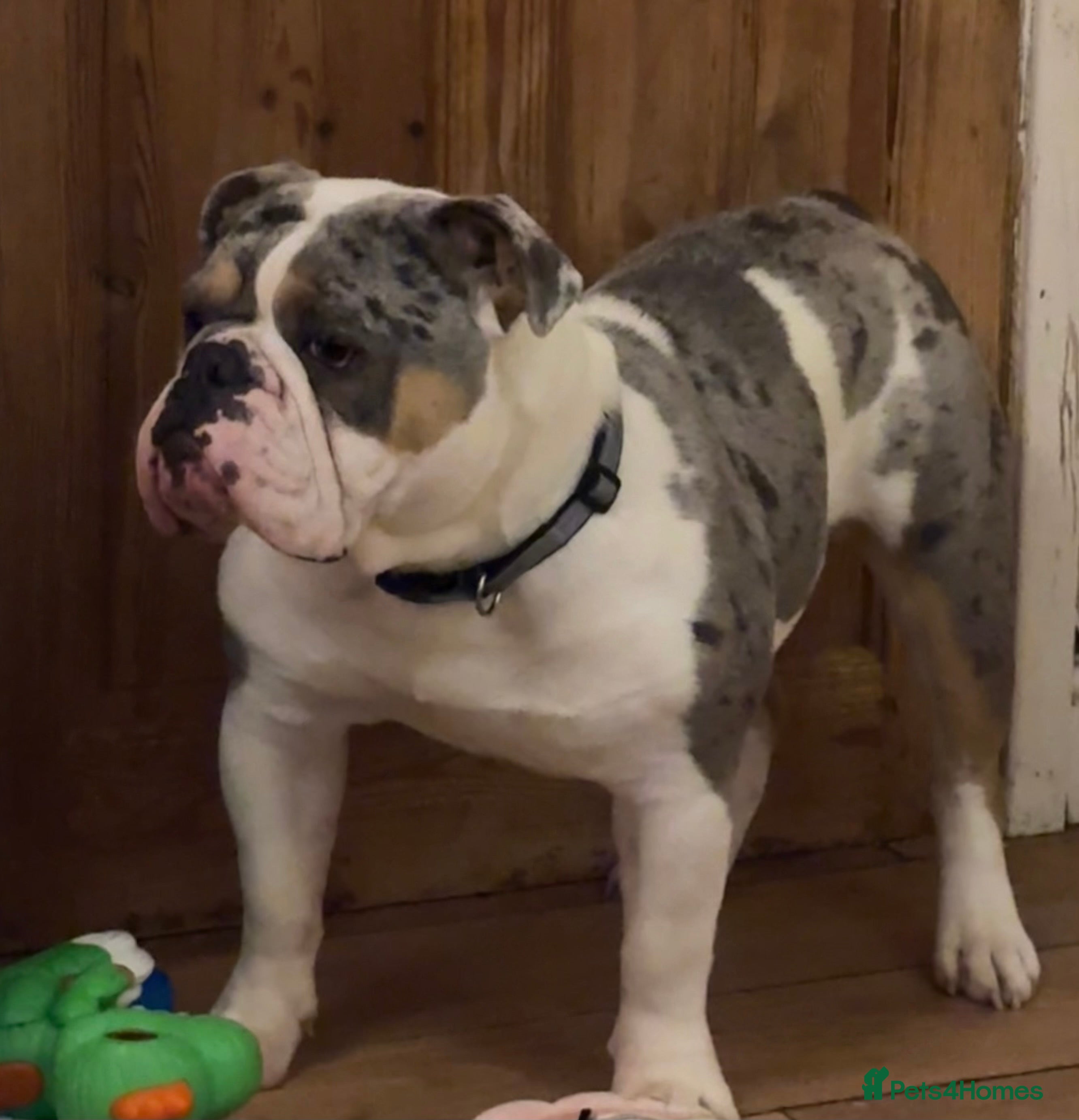 English Bulldog dogs Stunning Bulldog puppy - Advert 7