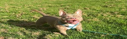 American Bully dogs for sale: Female bully - Advert 2