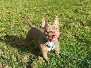 American Bully dogs Female bully - Advert 5